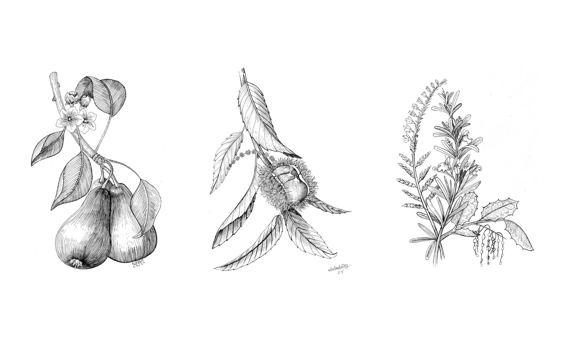 elabrelatas-valcarce-packaging-ilustracion-2