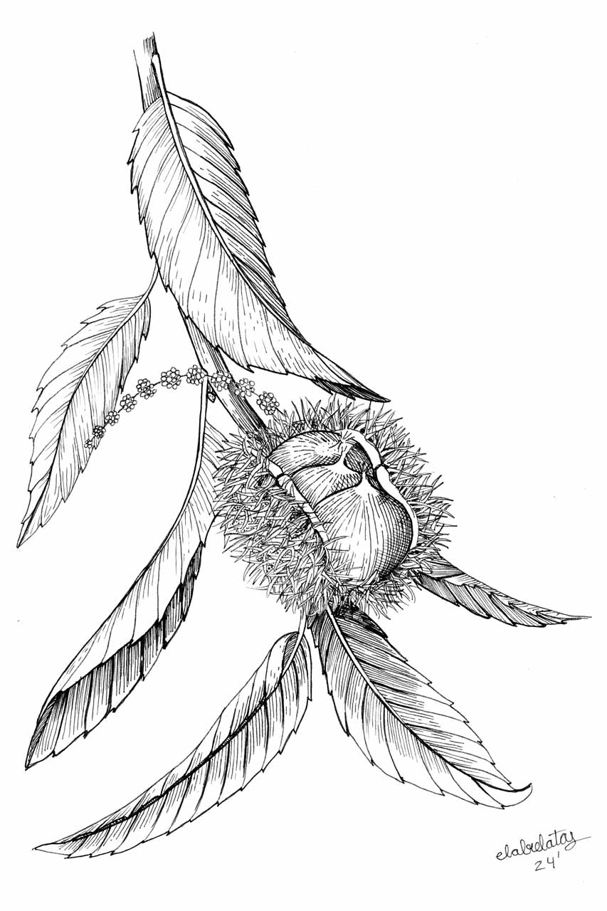 ilustracion-castana-w