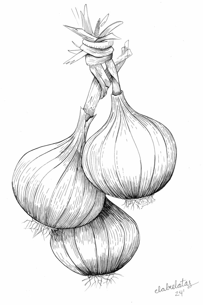 ilustracion-cebolla-w