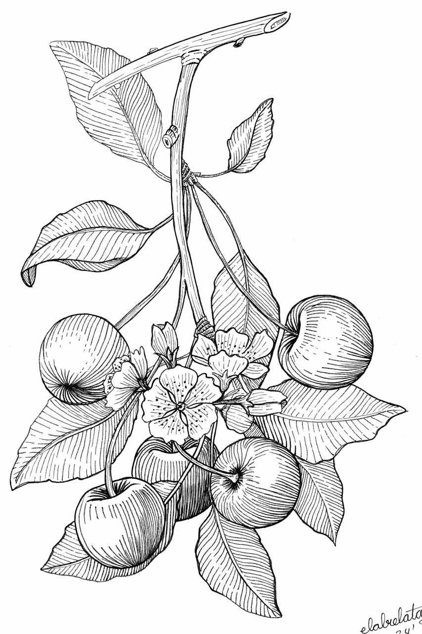 ilustracion-cereza-w