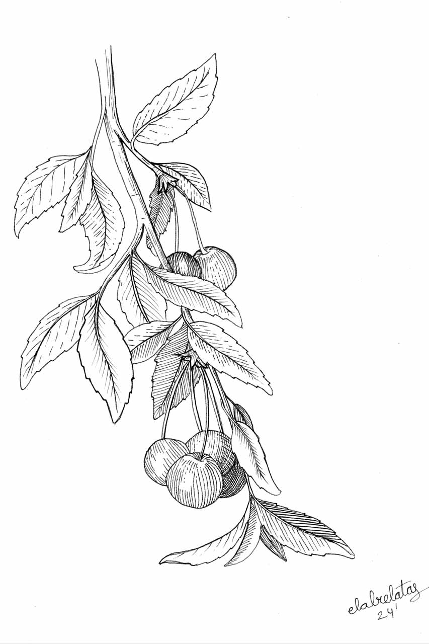 ilustracion-guinda-w