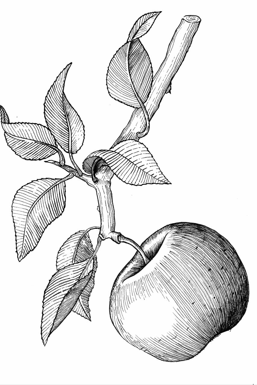 ilustracion-manzana-w