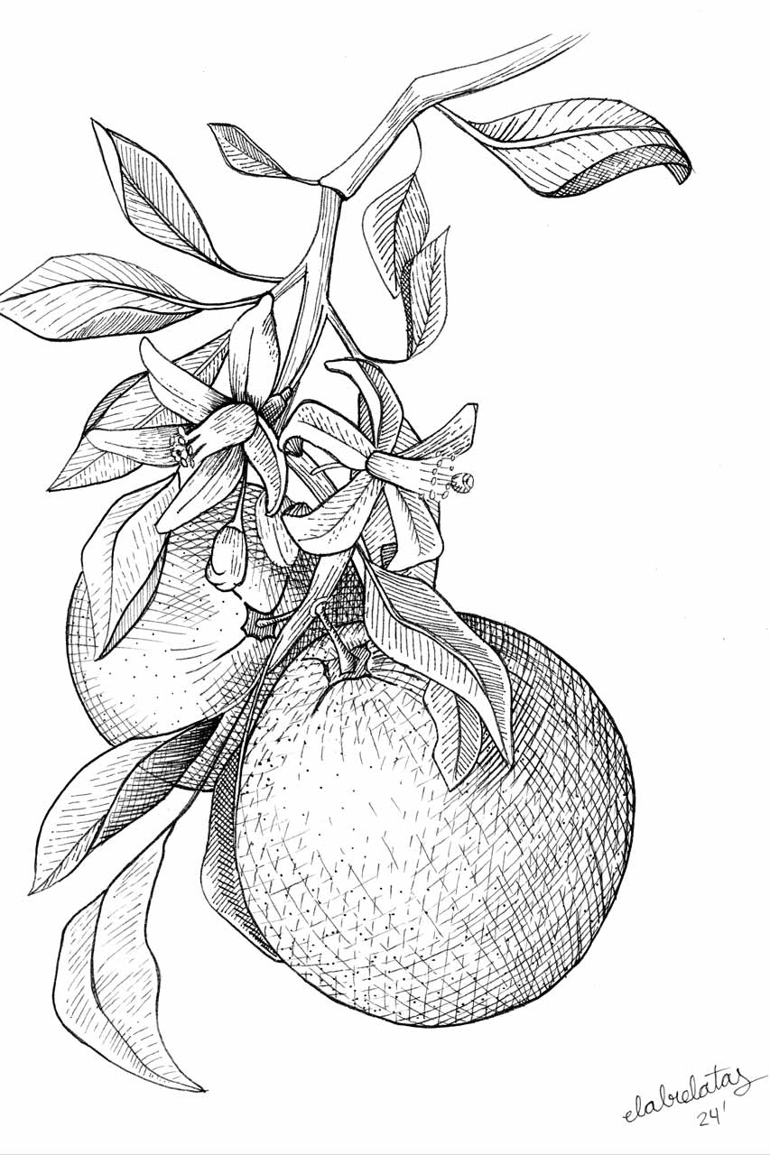 ilustracion-naranja-w