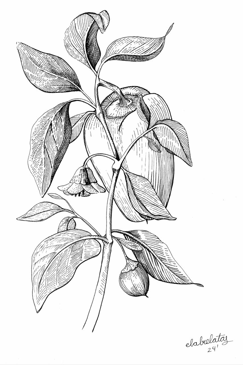 ilustracion-pimiento-w