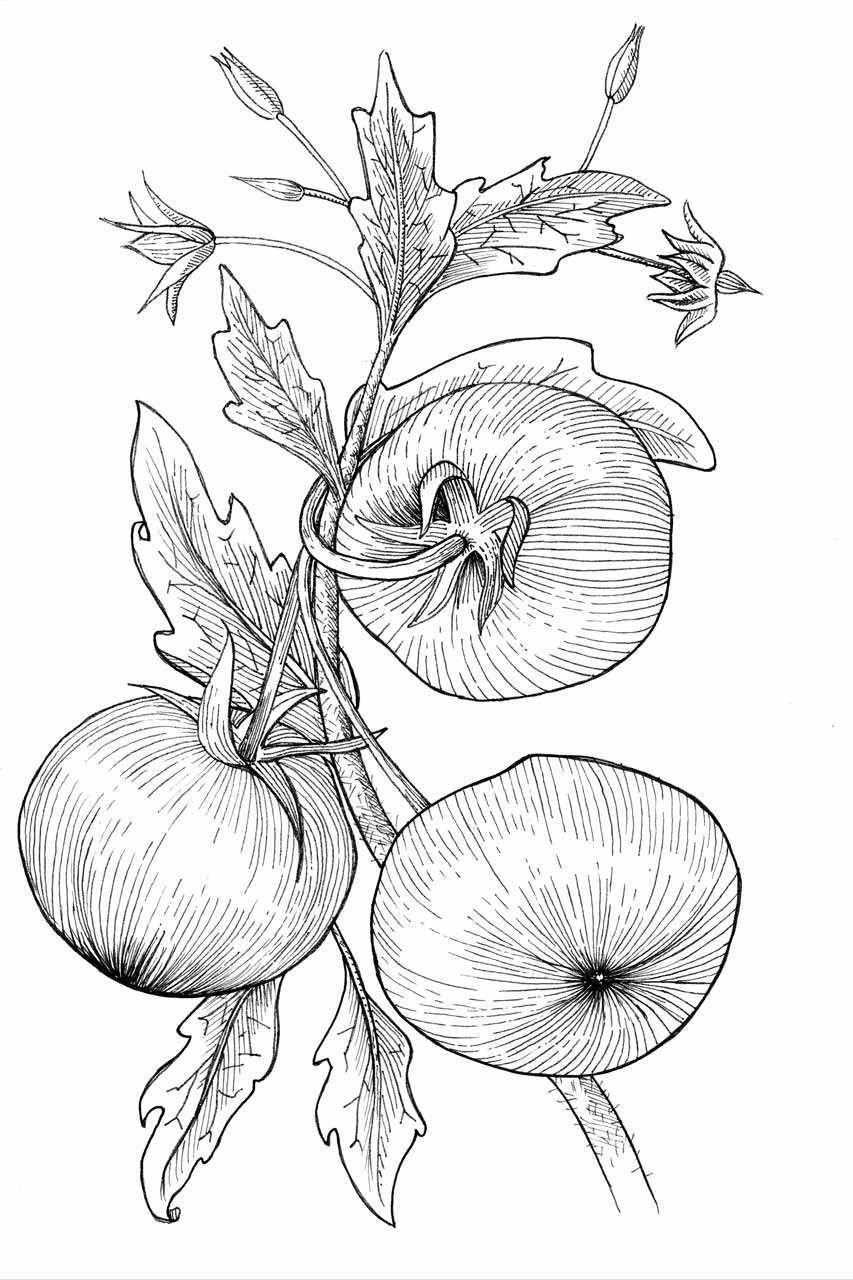 ilustracion-tomate-w